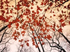 RED MAPLE AND AUTUMN SKY